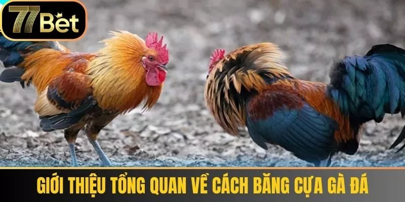 Giới thiệu tổng quan về Cách băng cựa gà đá