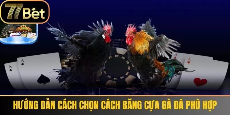 Hướng dẫn cách chọn Cách băng cựa gà đá phù hợp