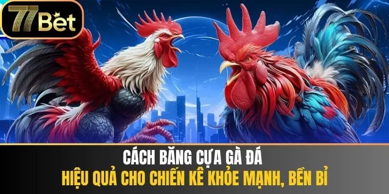 cách băng cựa gà đá