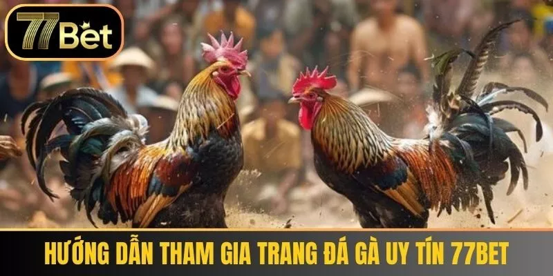 Hướng Dẫn Tham Gia trang đá gà uy tín 77bet