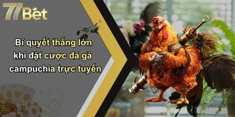 Bí quyết thắng lớn khi đặt cược đá gà campuchia trực tuyến