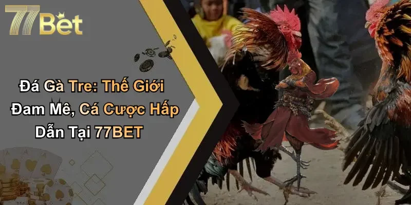 Đá Gà Tre: Thế Giới Đam Mê, Cá Cược Hấp Dẫn Tại 77BET