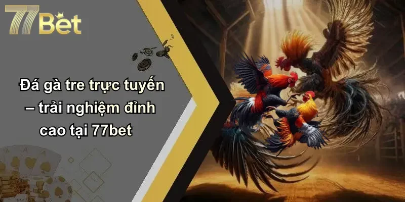 Đá gà tre trực tuyến – trải nghiệm đỉnh cao tại 77bet