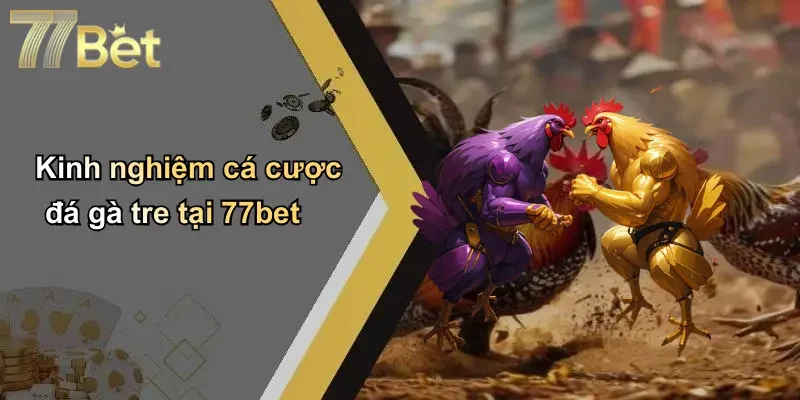 Kinh nghiệm cá cược đá gà tre tại 77bet