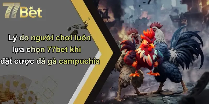 Lý do người chơi luôn lựa chọn 77bet khi đặt cược đá gà campuchia