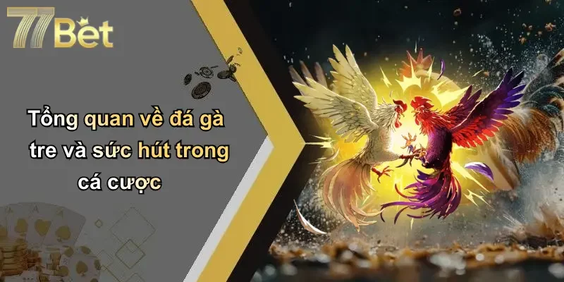 Tổng quan về đá gà tre và sức hút trong cá cược