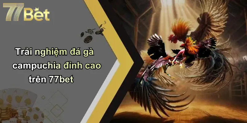 Trải nghiệm đá gà campuchia đỉnh cao trên 77bet